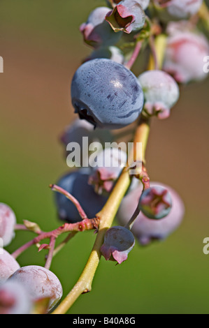 Heidelbeeren am Weinstock Stockfoto