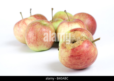 Ein fauler Apfel verdirbt den Haufen Stockfoto