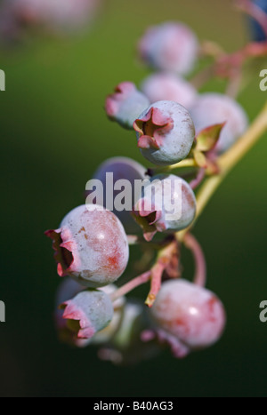 Junge Heidelbeeren an Rebstöcken Stockfoto