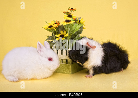 Zwerg Hase Kaninchen und schwarz-weiß Abbysinian Meerschweinchen mit Strauß Frühlingsblumen auf gelbem Hintergrund Stockfoto