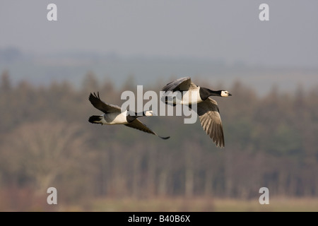 Paar Weißwangengans Branta Leucopsis im Flug zusammen Stockfoto