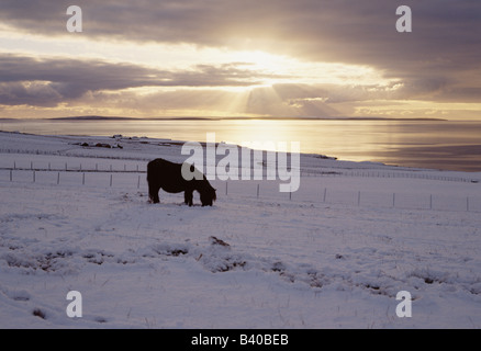 dh Scapa Flow SHETLAND PONY ORKNEY Black Shetland Pony Winter Schnee bei Sonnenaufgang Stockfoto