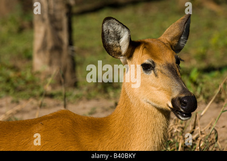 Captive Pampas Rotwild Ozotoceros Bezoarticus in Mato Grosso do Sul Brasilien Stockfoto