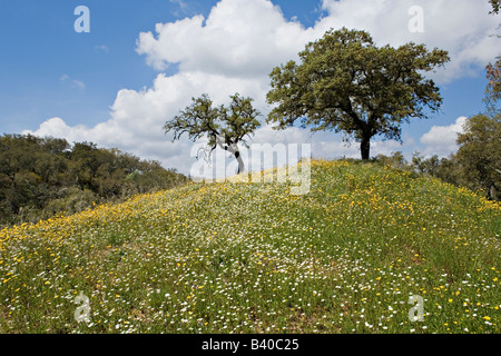 Malerische Herdade da Ribeira Abaixo Agro Silvo pastorale Systems Alentejo Portugal Stockfoto