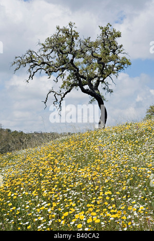 Malerische Herdade da Ribeira Abaixo Agro Silvo pastorale Systems Alentejo Portugal Stockfoto