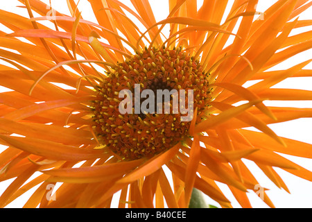 Nahaufnahme von orange Gerbera Daisy vor weißem Hintergrund Stockfoto