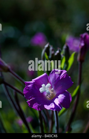 Epilobium Hirsutum, auch bekannt als behaarte Weidenröschen wächst in einem Sumpfgebiet, Etang De La Gruere; Schweiz. Charles Lupica Stockfoto