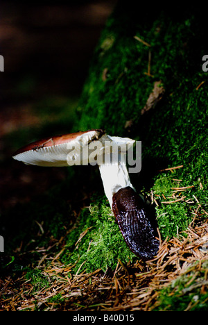 Eine braun/schwarz-Schnecke frisst langsam seine Weise herauf einen Pilz Stiel. Stockfoto