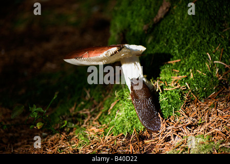 Braune / schwarze Schnecke frisst langsam seine Weise herauf einen Pilz Stiel. Stockfoto