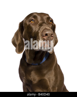 Chocolate Labrador Retriever Hund isoliert auf weißem Hintergrund Stockfoto