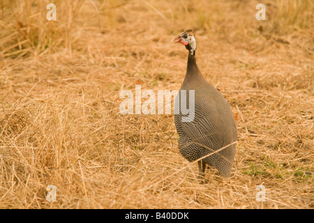 Perlhühner in der Nähe von Livingstone Sambia Afrika Stockfoto