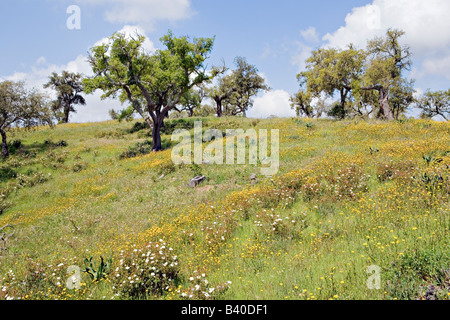 Malerische Herdade da Ribeira Abaixo Agro Silvo pastorale Systems Alentejo Portugal Stockfoto