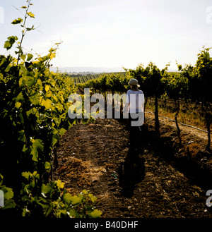 Eine Dame führt durch Weinberge in Paso Robles, Kalifornien, Teil der Zentralküste Wein Region. Stockfoto