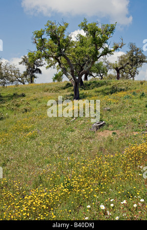 Malerische Herdade da Ribeira Abaixo Agro Silvo pastorale Systems Alentejo Portugal Stockfoto