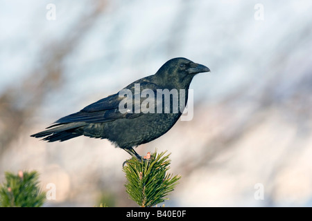 Nordwestliche Krähe Corvus Caurinus Homer Alaska USA Februar Erwachsene Rabenvögel Stockfoto