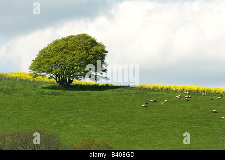 Landschaft-Szene, einem Baum auf einem Hügel mit Schafbeweidung auf dem üppigen grünen Rasen Stockfoto