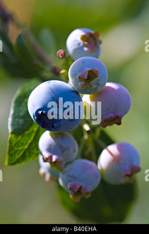 Heidelbeeren am Weinstock Stockfoto