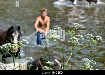 Zigeuner Pferde im Fluss Eden waschen Stockfoto