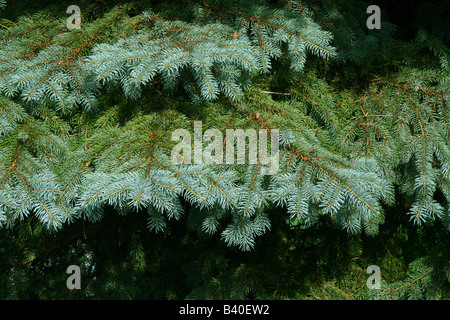 Neues Wachstum auf Blue Spruce Tree (Picea pungens) Nordamerika Stockfoto