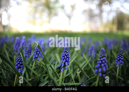 TRAUBEN HYAZINTHE MUSCARI ARMENIACUM IM FRÜHJAHR IM NÖRDLICHEN ILLINOIS USA Stockfoto