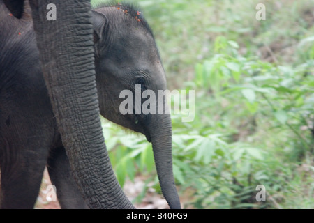 Indische Elefanten Kuh und Kalb Stockfoto
