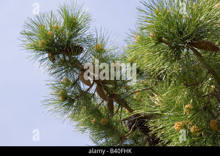 Zirbe mit Kegel - mediterraner flora Stockfoto