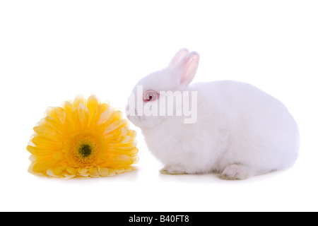 Cute Frühjahr Baby weiße Netherland Zwerg Hase mit gelben Gerber Daisy Blume isoliert auf weißem Hintergrund Stockfoto