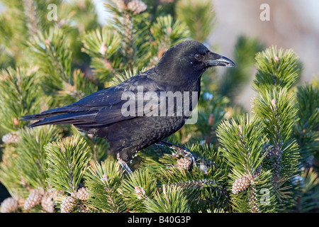 Nordwestliche Krähe Corvus Caurinus Homer Alaska USA Februar Erwachsene Rabenvögel Stockfoto