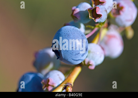 Heidelbeeren am Weinstock Stockfoto