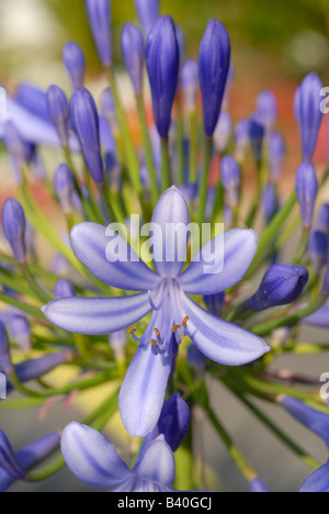 Agapanthus "Lily Of The Nile" Agapatha blau lila Blume mediterranen Garten. Reisen, Natur Stockfoto