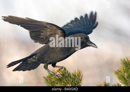 Nordwestliche Krähe Corvus Caurinus Homer Alaska USA Februar Erwachsene Rabenvögel Stockfoto