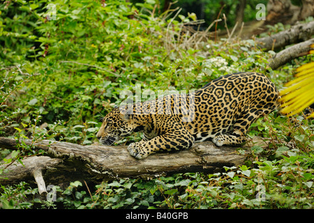 Warnung Jaguar im Bereich Jagd Hinweis gefangen Stockfoto