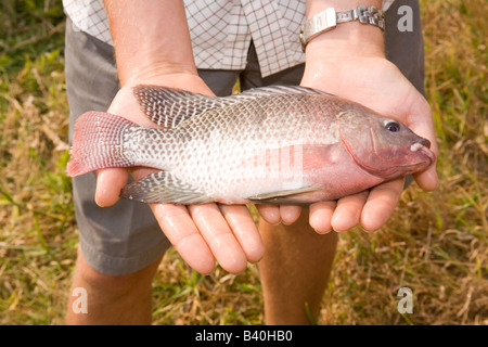 Tilapia-Fische zeigen Zuchtfarben auf der Kafue Fisheries, der größten integrierten Schweine- und Fischfarm Afrikas. Stockfoto