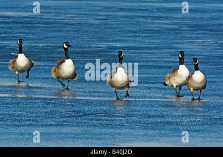 Kanadagänse auf zugefrorenen Teich wandern Stockfoto