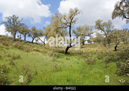 Malerische Herdade da Ribeira Abaixo Agro Silvo pastorale Systems Alentejo Portugal Stockfoto