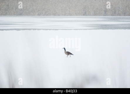 Ein einsamer Kanadagans auf einem zugefrorenen Teich Stockfoto