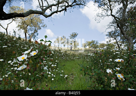 Malerische Herdade da Ribeira Abaixo Agro Silvo pastorale Systems Alentejo Portugal Stockfoto