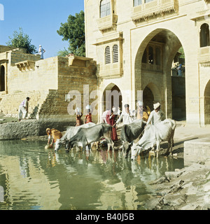 Rinder trinken und Frauen sammeln Wasser bei Gadisar See Jaisalmer, Rajasthan, Indien Stockfoto