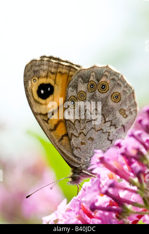Braunen Schmetterling, Lasiommata Megera Wand Stockfoto