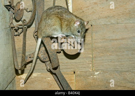 Norwegen Ratte Rattus Norvegicus Oklahoma City Zoo Oklahoma USA 26 August Erwachsenen Polypodiaceae gefangen Stockfoto