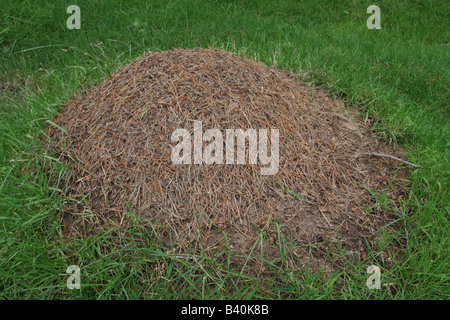 Holz Ameise Nest - Formica rufa Stockfoto