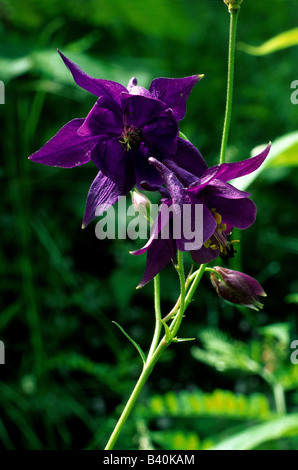 Botanik, Columbine, (Aquilegia), gemeinsame Akelei, (Aquilegia Vulgaris), Blüte, Blüte, eröffnet, eröffnete, Corolla, Capitulum, p Stockfoto