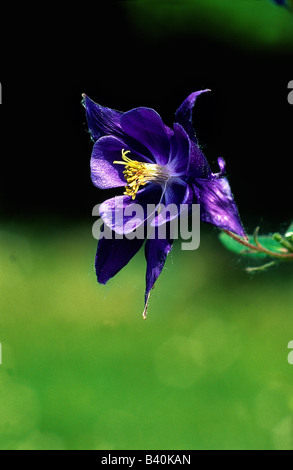 Botanik, Columbine, (Aquilegia), gemeinsame Akelei, (Aquilegia Vulgaris), Blüte, Blüte, eröffnet, eröffnete, Corolla, Capitulum, p Stockfoto