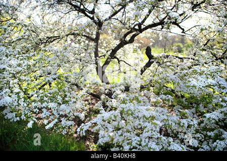 WEIßE BLÜTE HARTRIEGEL CORNUS FLORIDA CLOUD 9 IM FRÜHJAHR IM NÖRDLICHEN ILLINOIS USA Stockfoto