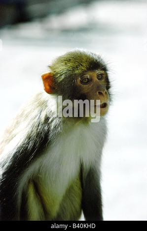 Zoologie / Tiere, Säugetier / Säuger, Affen, Gee goldene Languren (Trachypithecus Geei), im Tempelbereich, Kathmandu (Nepal), Stockfoto
