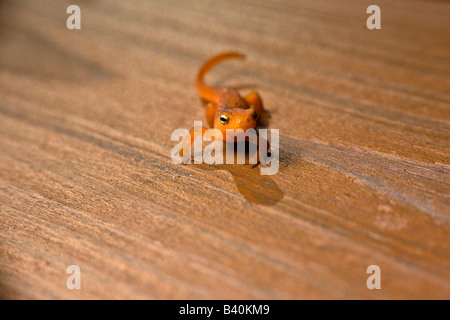 Orange Salamander Eidechse PA USA Stockfoto