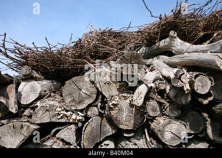 Ein großer Haufen von Protokollen gebrauchsfertig für Brennholz gestapelt Stockfoto