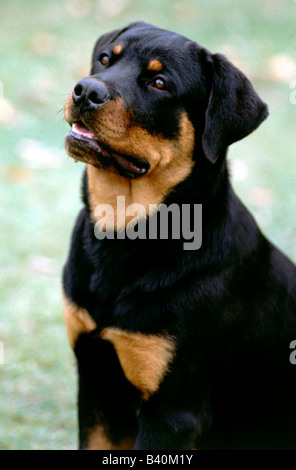 Zoologie / Tiere, Säugetier / Säugetier-, Hunde (Canis Lupus Familiaris), Rottweiler, sitzend, Kampfhund, gefährlich, Tier, Carni Stockfoto