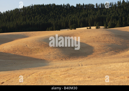 Wheatfields nehmen einen Goldton beim Sonnenaufgang in der Palouse Region im südöstlichen Washington (USA). Stockfoto