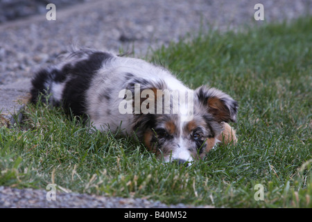 Ein süßen Australian Shepherd Welpen, mit zwei verschiedenen farbigen Augen sieht spielerisch in die Kamera. Stockfoto